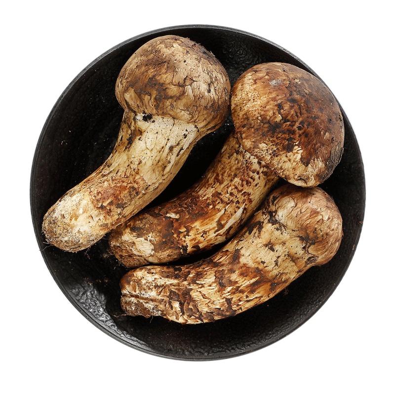 波得 香格里拉松茸新鲜上市 未开伞 (非干货)1000g 6-8cm 云南特产