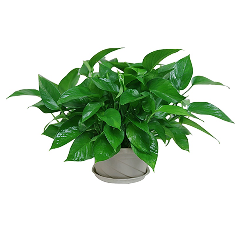 【带盆栽好】绿萝盆栽绿植室内吸甲醛净化空气家庭水培盆栽吊兰防辐射花卉