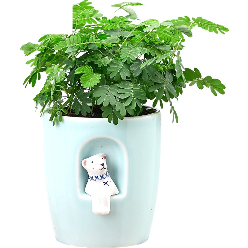 封后盆栽植物室内害羞办公室盆栽桌面水培植物花卉绿植小盆景 青瓷蓝熊盆[含羞草] 带盆栽好