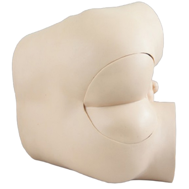 戎兴 教学模具 RX002 环保材质