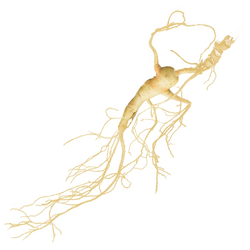官道岭长白山野山参滋阴补生扶正固本20年以上精品林下参1只装