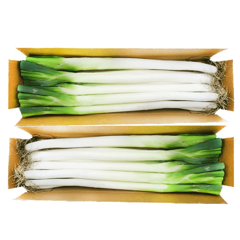大葱新鲜铁杆大葱长葱煎饼卷大葱甜葱蘸酱大葱 2.5kg