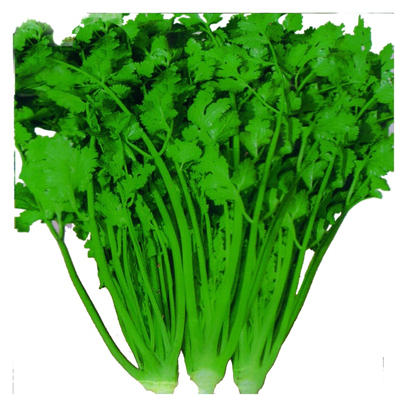 津沽园艺 蔬菜种子 香菜种子四季播种 阳台种菜庭院植物 约300粒 1包