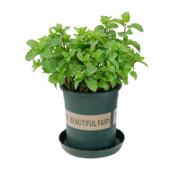 清清美薄荷盆栽