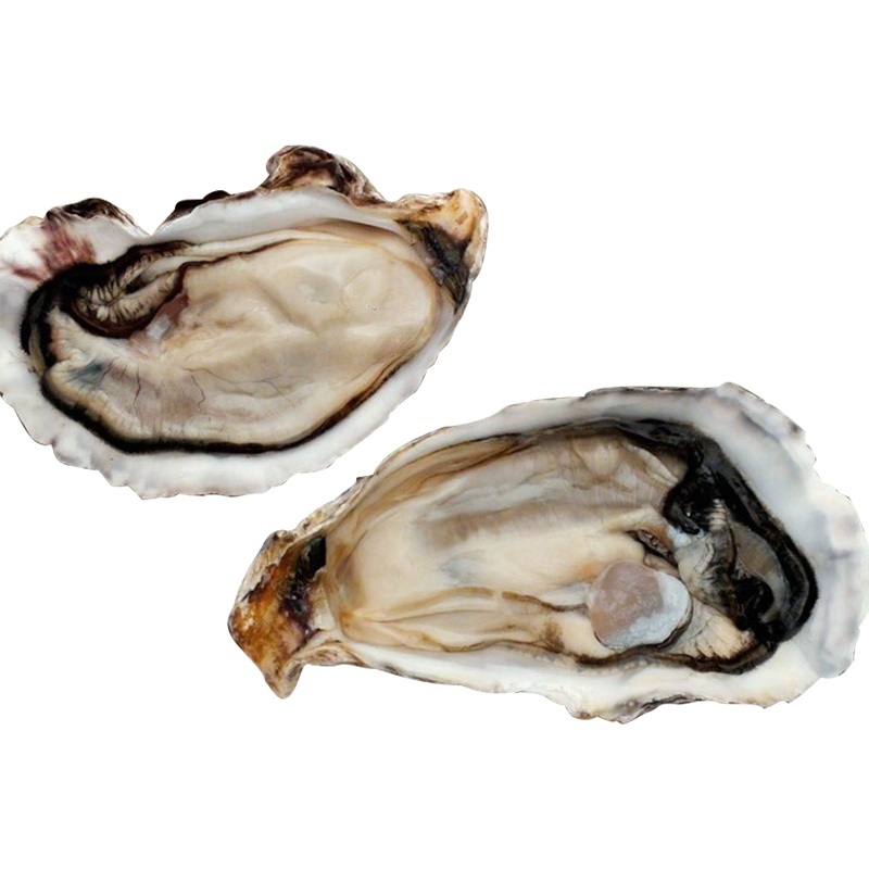 新西兰活冻刺身蚝礼盒装 (解冻即食) 12粒/盒 x 3盒 新西兰原包装进口有机生蚝海鲜水产Clevedon Coast