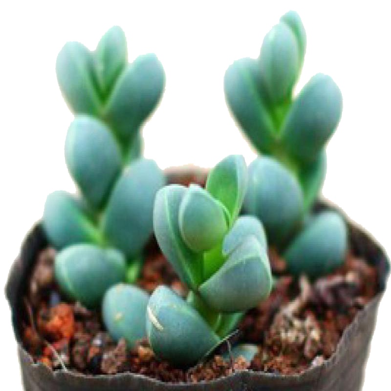 津沽园艺 多肉植物 鹿角海棠 熏波菊 懒人植物 办公桌绿植 1棵