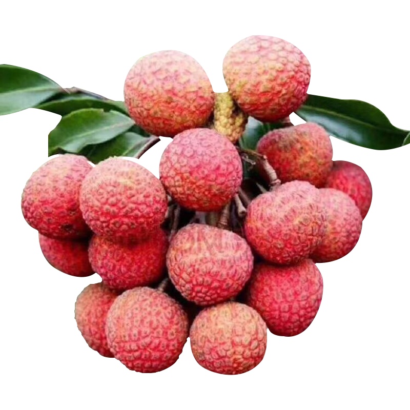 [精选大果 现摘现发]冰糖红心木瓜4.5-5斤装[2-3个] 香甜多汁 果肉嫩滑 新鲜水果