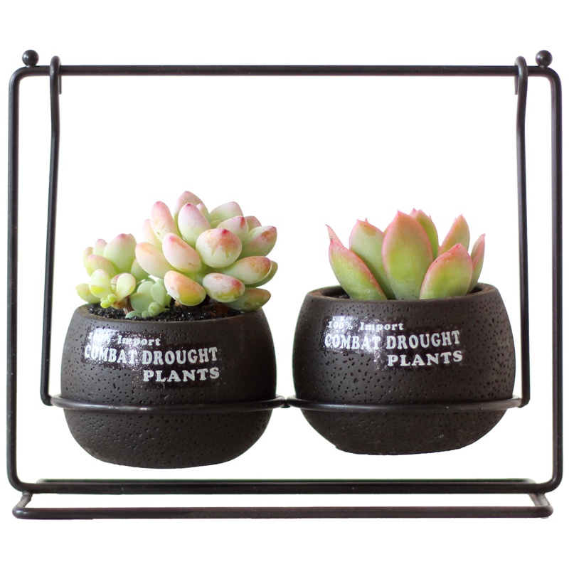 津沽园艺 花卉绿植盆栽 多肉套装 秋千铁架盆套装 成双成对多肉套装 肉肉植物含盆土