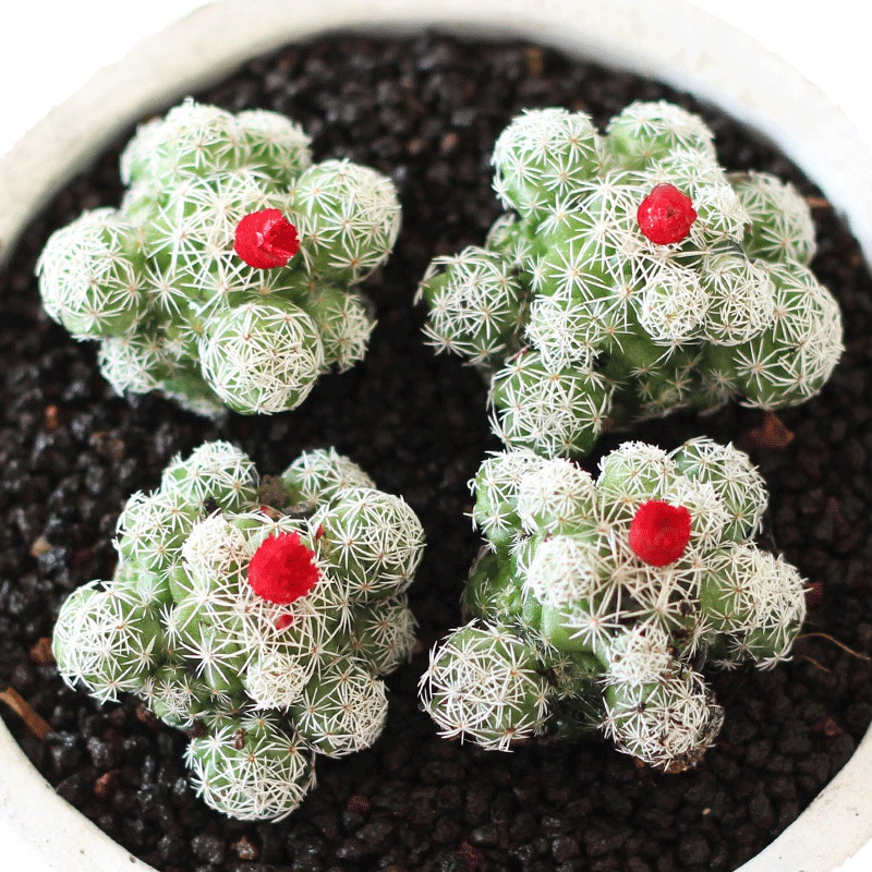 津沽园艺 多肉植物套装 桌面迷你绿植 款式多样 多肉白鸟含盆送土 花盆款式随机