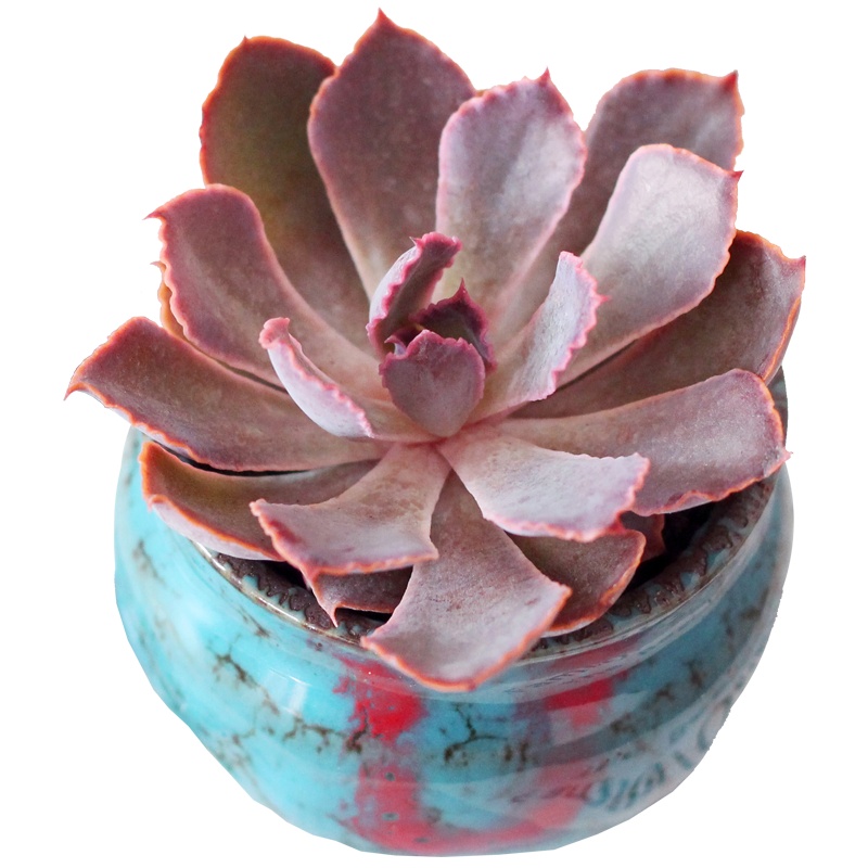 津沽园艺 多肉套装 晚霞之舞肉肉 拇指陶瓷盆 多肉营养土 铺面金刚砂 桌面创意盆栽多肉套装 1套