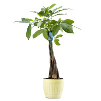发财树盆栽大室内开业乔迁盆景花卉客厅办公室绿植花卉大型盆栽