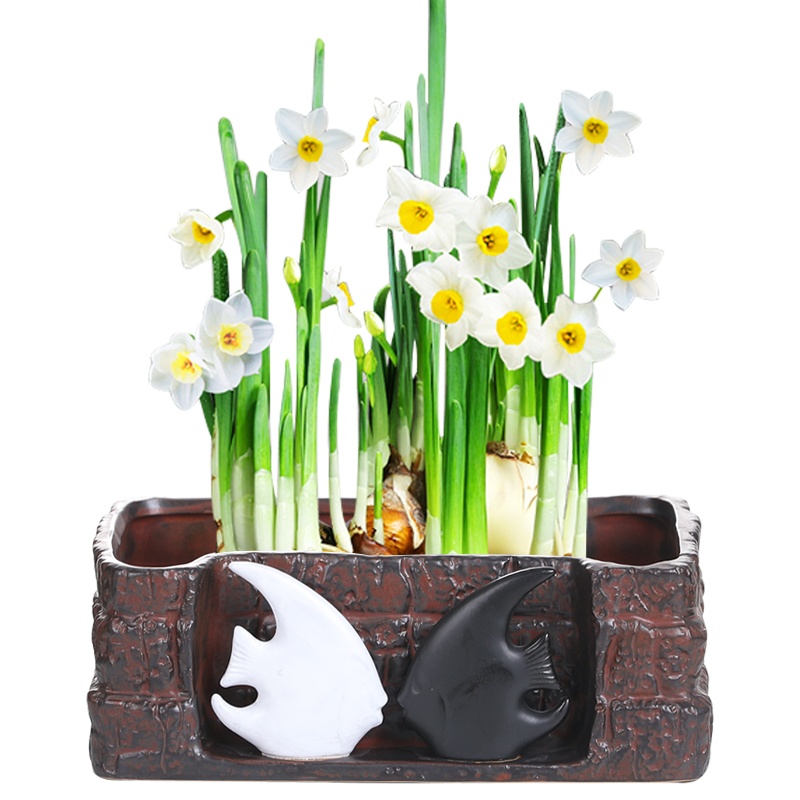 裕轩堂 无孔水培水养铜钱草碗莲睡莲水仙花盆陶瓷器皿仿石头大口径花盆容器