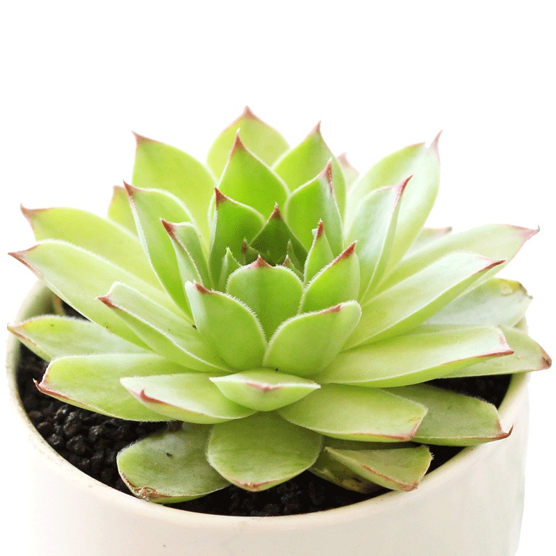 津沽园艺 多肉植物套装 桌面迷你绿植 款式多样 多肉观音莲+盆+土 花盆款式随机不限于图片展示