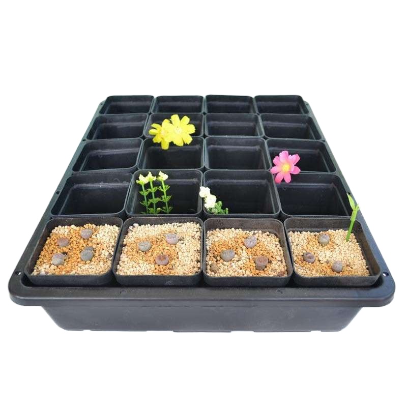 津沽园艺 多肉花盆 黑色塑料花盆 套装花盆 小黑方 小花盆+育苗盘 透气家庭阳台