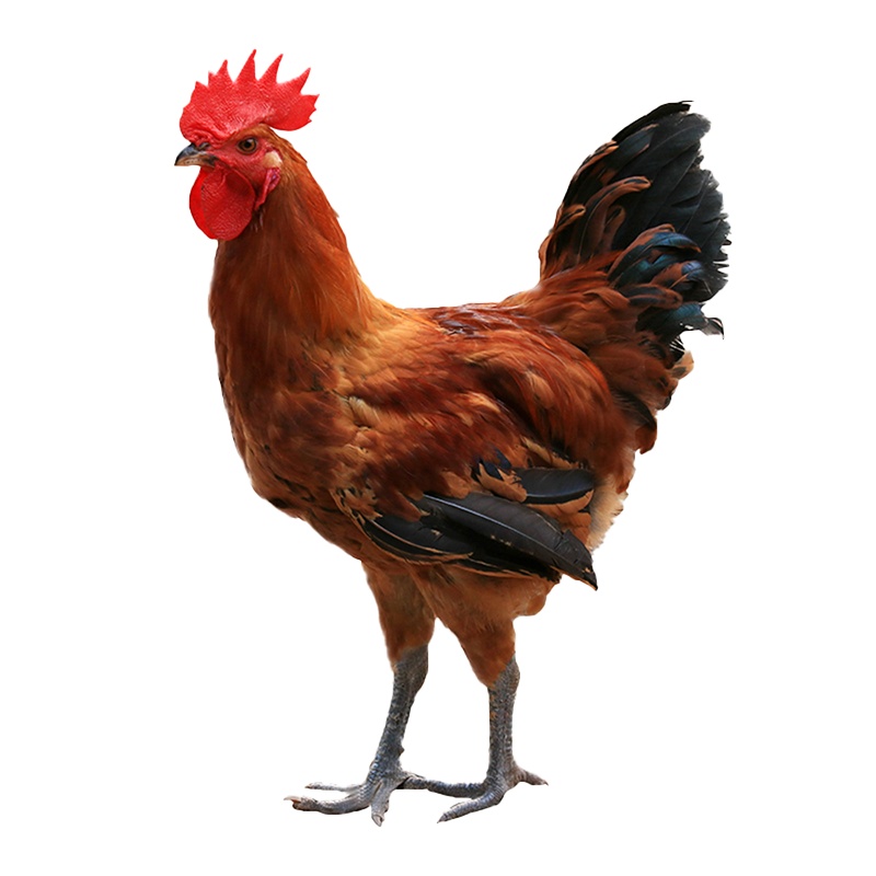 滋补佳品盛农生态散养跑山鸡1.5-2kg散养土鸡散养走地鸡