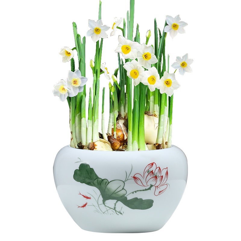 铜钱草花盆水仙盆睡莲碗莲无孔金钱陶瓷特价清仓荷花小鱼缸茶洗盆