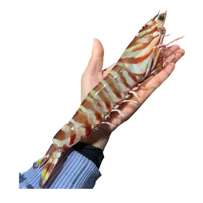 [国产]沈志雄船长东山岛海捕海鲜大斑节虾竹节虾明虾九节虾虎虾基围虾 400g/6-8条/盒 2盒装