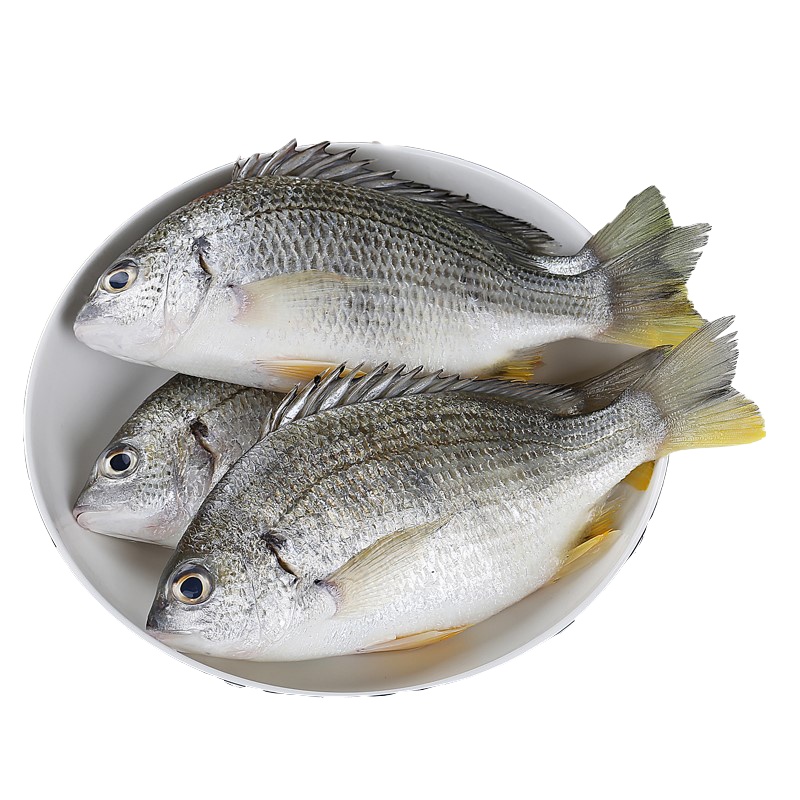 [四海生鲜] 东山岛海钓黄翅鱼(1条3两到1斤)黄立鱼黄脚立新鲜海鲜水产 可去肚 500克