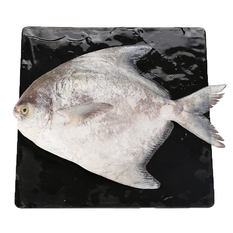 [四海生鲜]东山岛深海现捕鲳鱼斗鲳 (每条900g以上)活冻海鲜 新鲜海鲜水产