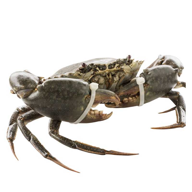 南非进口大青蟹膏蟹肉蟹120-170克/3只 非三门青蟹非大闸蟹 鲜活海蟹盒装