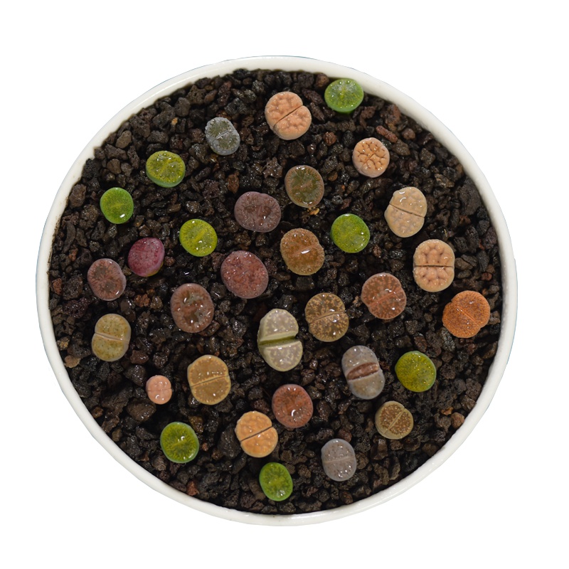 3瓶装绿植花卉盆栽营养液通用型花肥料盆栽土水培绿萝多肉液体有机肥