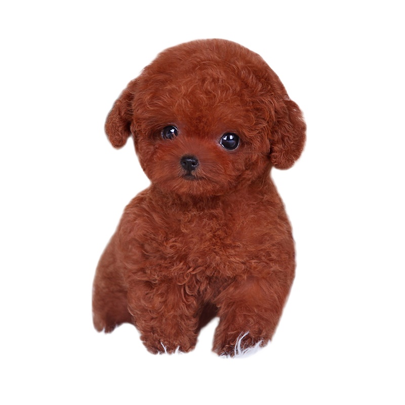 麦比佳秋田犬 纯种秋田犬幼犬中大型秋田犬狗狗活体血统级精品日系秋田日本赛级秋田家庭犬公母视频挑选包健康秋田柴犬