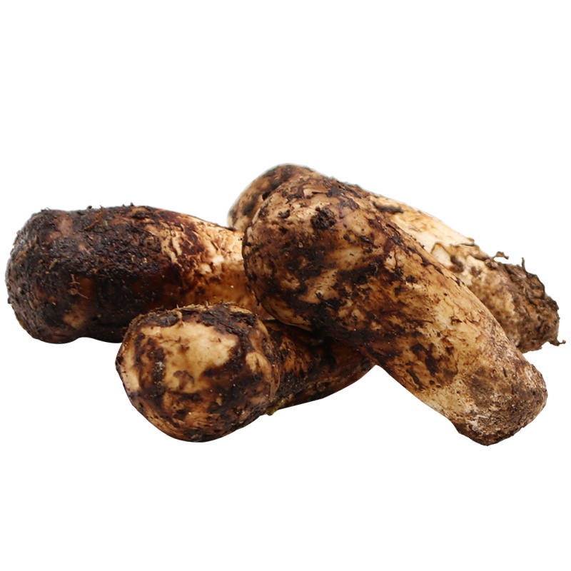 新鲜松茸 非云南香格里拉 四川甘孜野生菌菇未开伞 火锅食材礼盒装7cm-9cm 500g