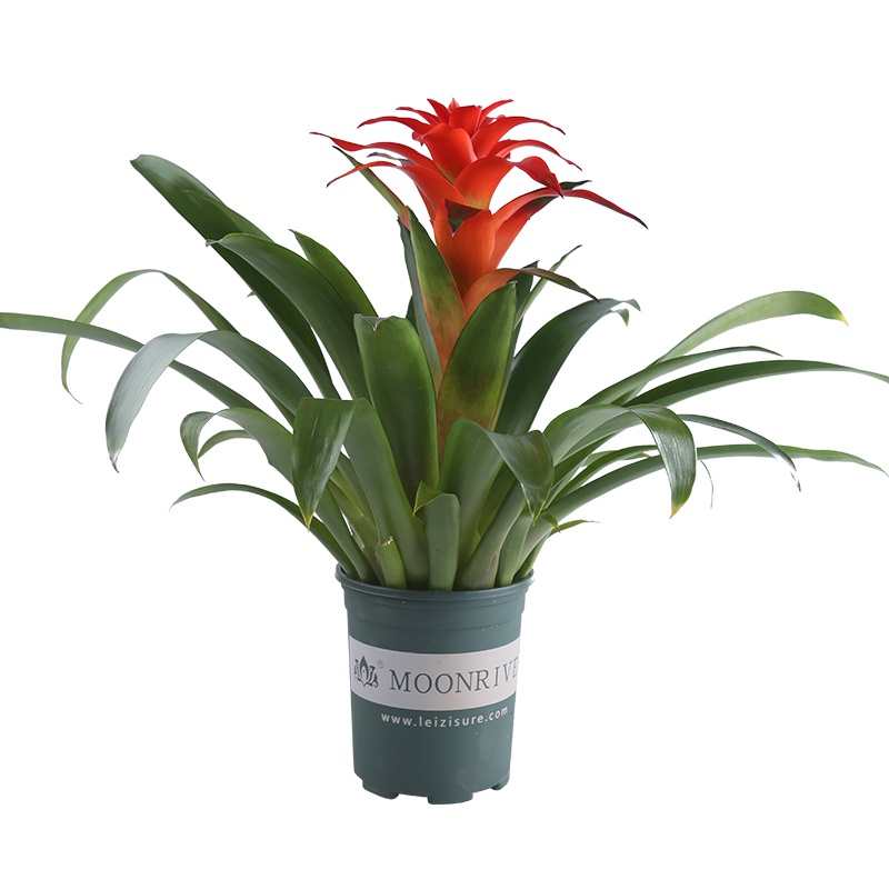 鸿运当头盆栽红星凤梨花室内花卉办公室绿化开业送礼开花