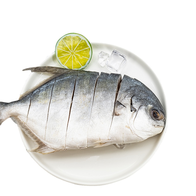桂之海野生大号金鲳鱼400g-500g*3条装去鳃去内脏新鲜冷冻北部湾海捕活冻昌鱼产地批销