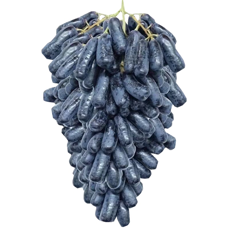 [五个农民]云南蓝宝石黑提子葡萄 金手指精美礼盒3斤新鲜水果顺丰空运