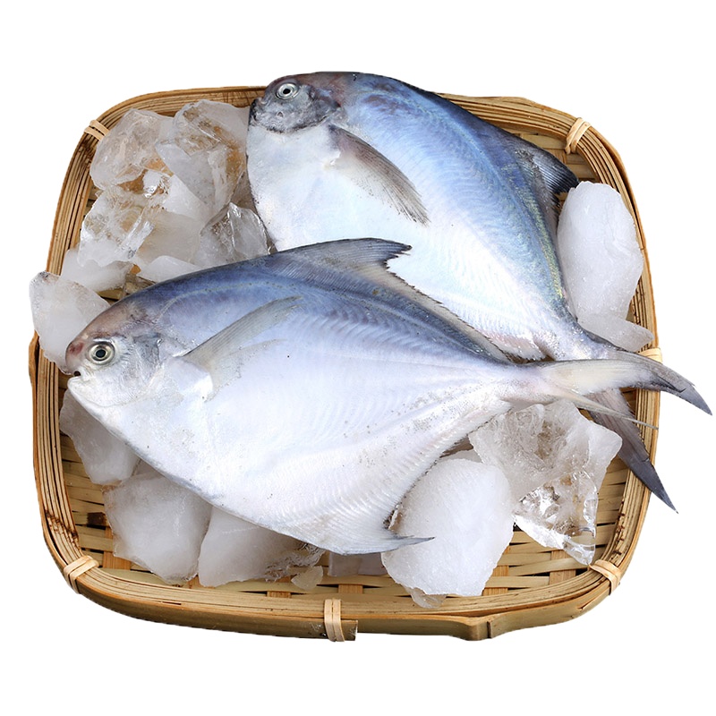 [四海生鲜] 东山岛海捕银鲳鱼(125g/条)白鲳鱼现捕活冻大白鲳火锅必备 新鲜海鲜水产 500g