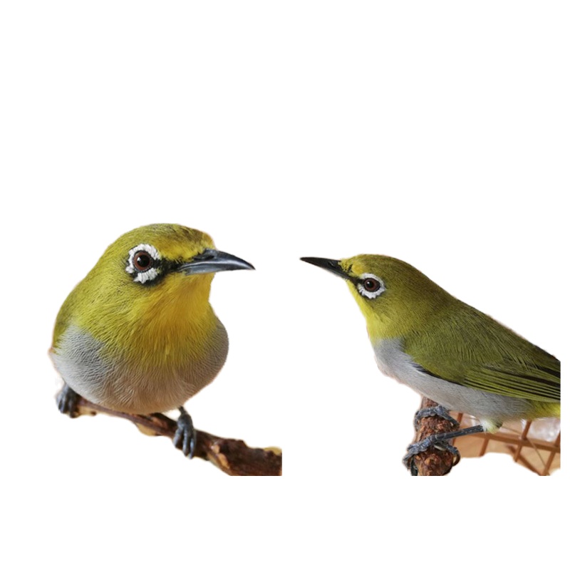 绣眼鸟食秀眼鸟饲料 红肋暗绿相思鸟四喜腾食物粮绣眼食