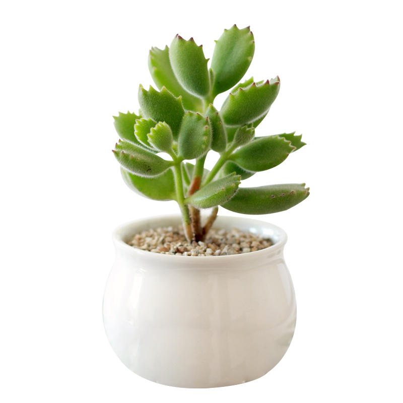 津沽园艺 多肉植物 群生熊童子 老桩 多头群生有根 室内桌面盆栽绿植 萌肉小熊掌