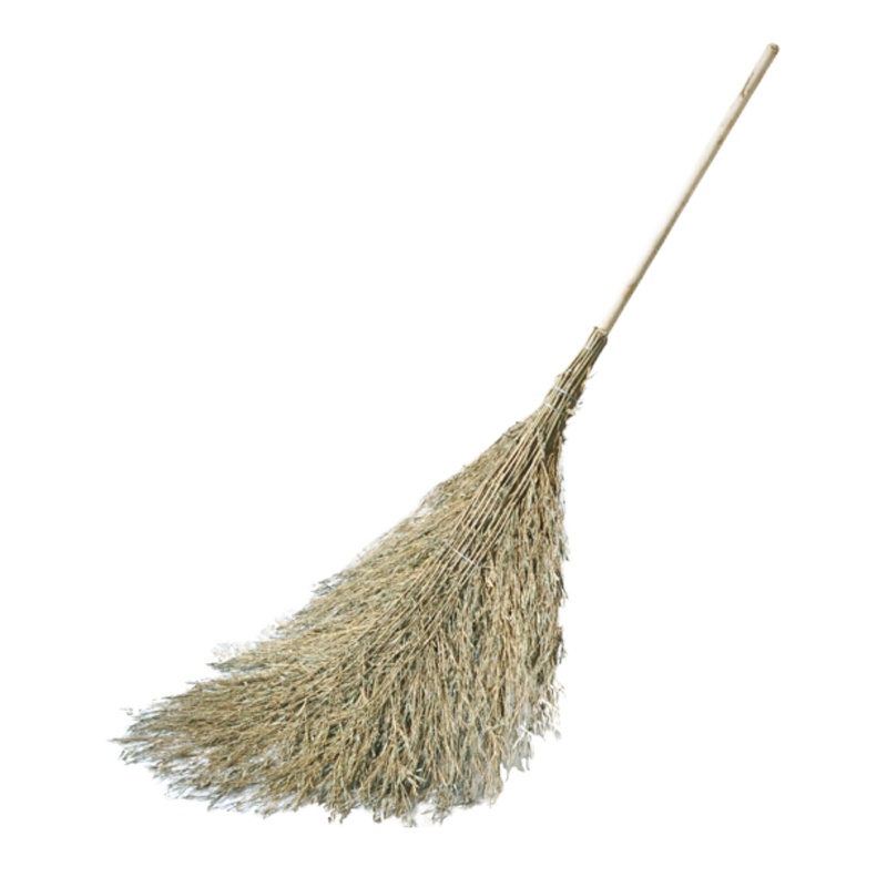 庞氏竹子大扫把(无叶子)