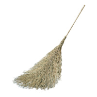 庞氏竹子大扫把(无叶子)