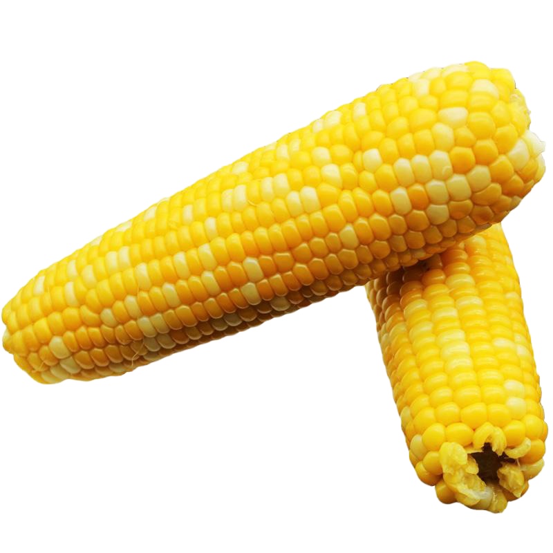 博多客东北糯玉米14根玉米棒糯玉米粘玉米东北黏玉米玉米ym