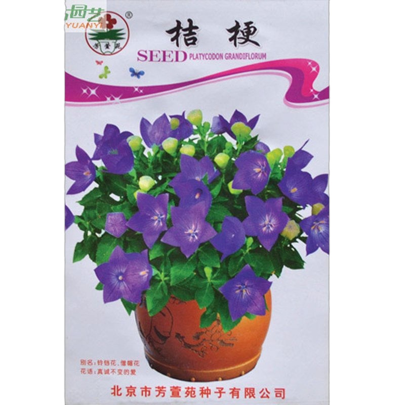 津沽园艺 花卉种子 桔梗种子 僧冠帽 六角荷 铃铛花种子