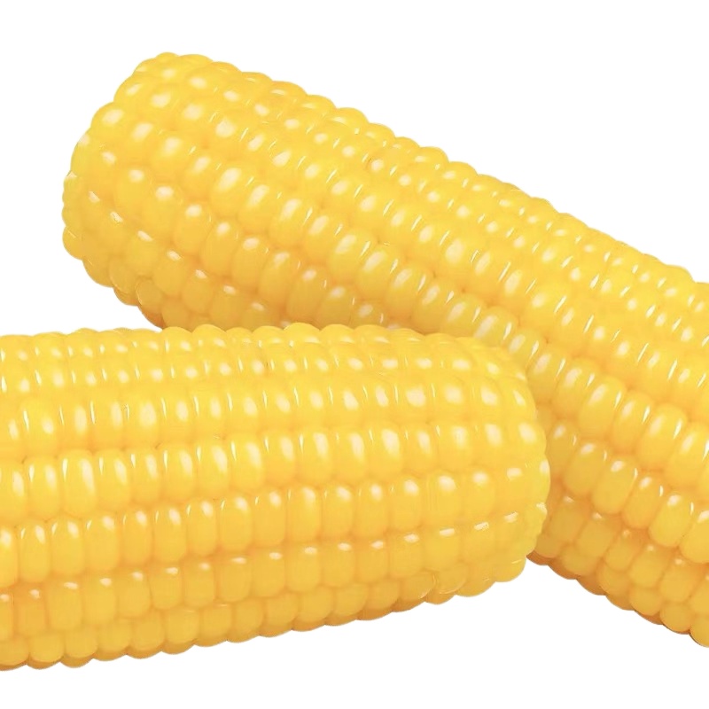8棒东北新鲜甜糯玉米棒黄粘糯玉米非转基因无添加寒地黑土种植