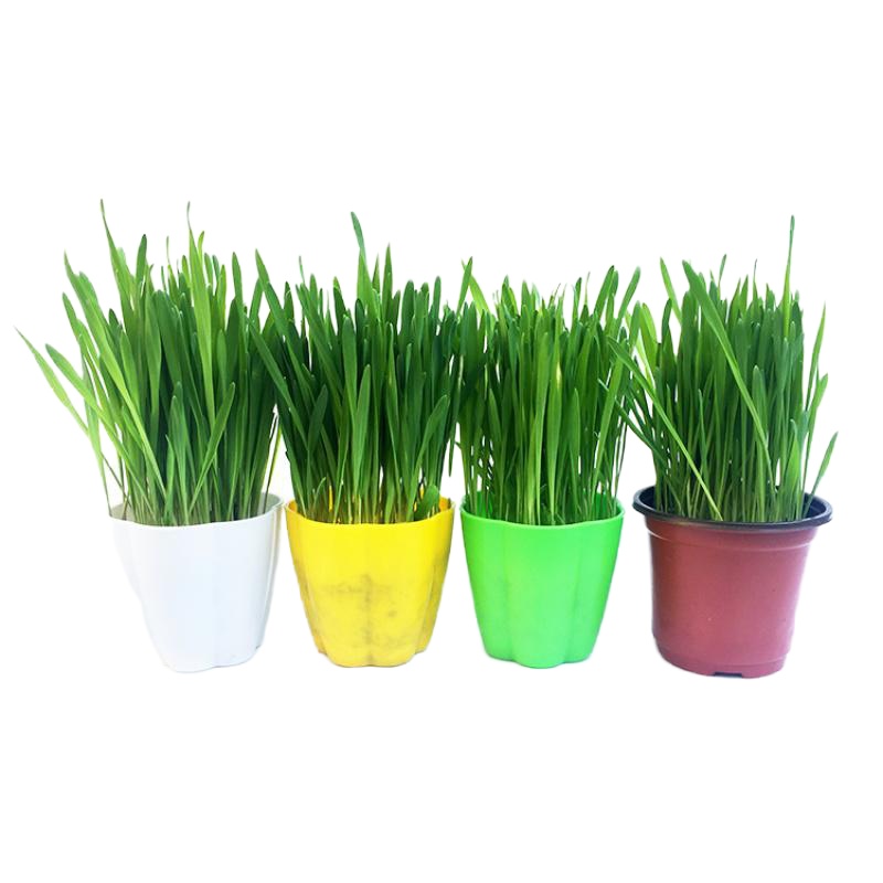 猫已种好猫薄荷种子种植套装化毛膏水培猫盆栽猫咪零食果冻片 已长好猫草~简易盆2盆 6个月以上