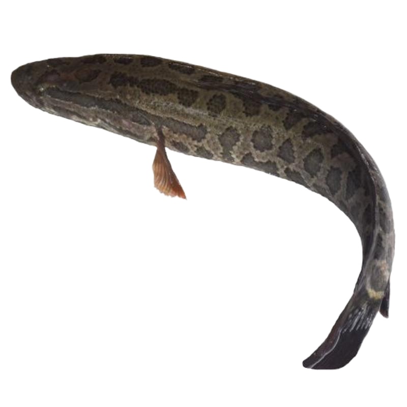 [鄱阳湖放养黑鱼]正宗纯黑鱼乌鱼斑鱼财鱼新鲜清江鱼淡水鱼 1斤一条