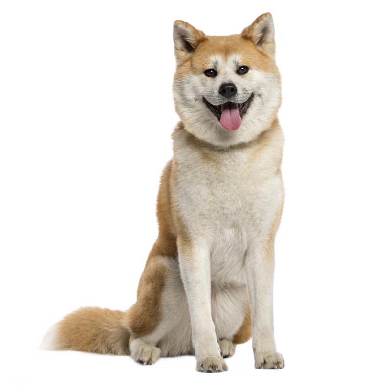 麦比佳 秋田犬幼犬 狗狗活体纯种双血统级大型犬秋田宠物狗 大骨架赛级高品质日系秋田 看家护院忠犬八公狗视频挑选