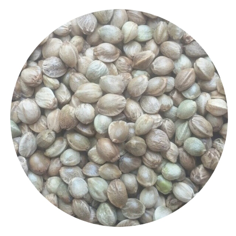 麻子麻籽火麻仁中颗粒鹦鹉鸟食鸟粮饲料仓鼠粮鸽子粮食