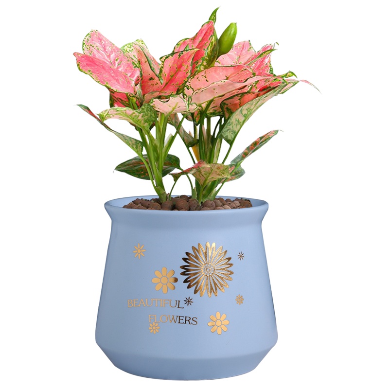 裕轩堂 陶瓷多彩创意简约北欧风ins圆形素烧花盆 室内多肉绿萝吊兰绿植花盆容器