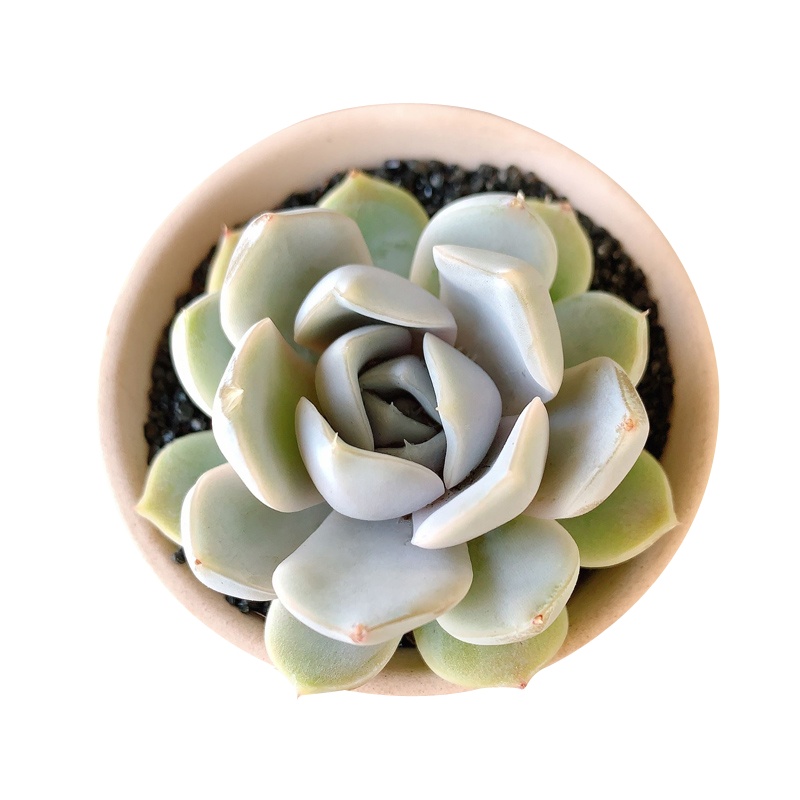 津沽园艺 创意迷你植物 多肉植物 景天科多肉雪兔 懒人绿植 桌面迷你绿植 耐旱好养 单株苗不含盆土 1株