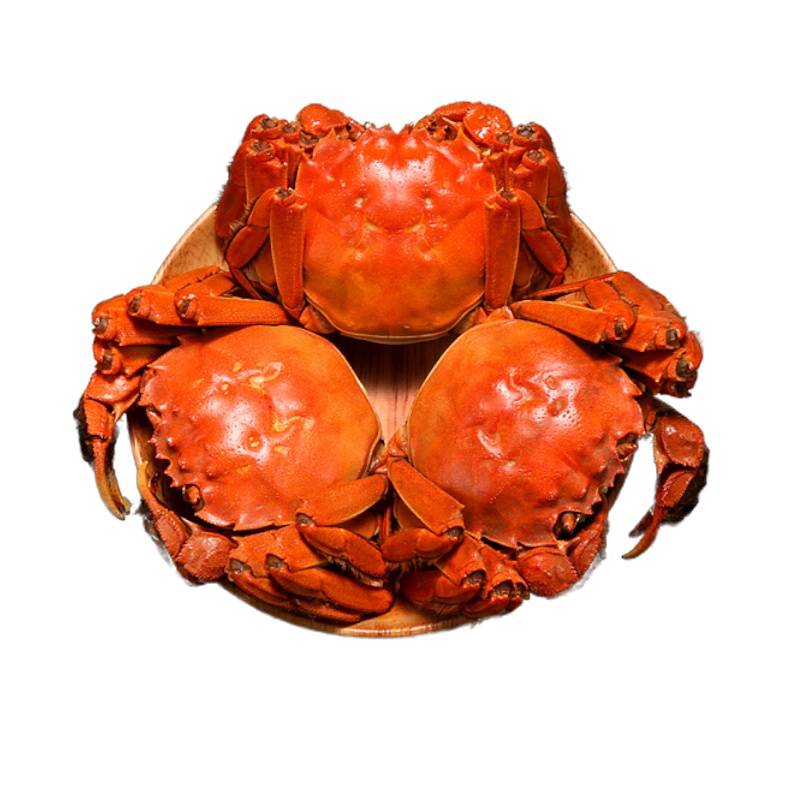[活蟹]自然译鲜活螃蟹 精品红膏生鲜大闸蟹 母2.0-2.5两 10只装