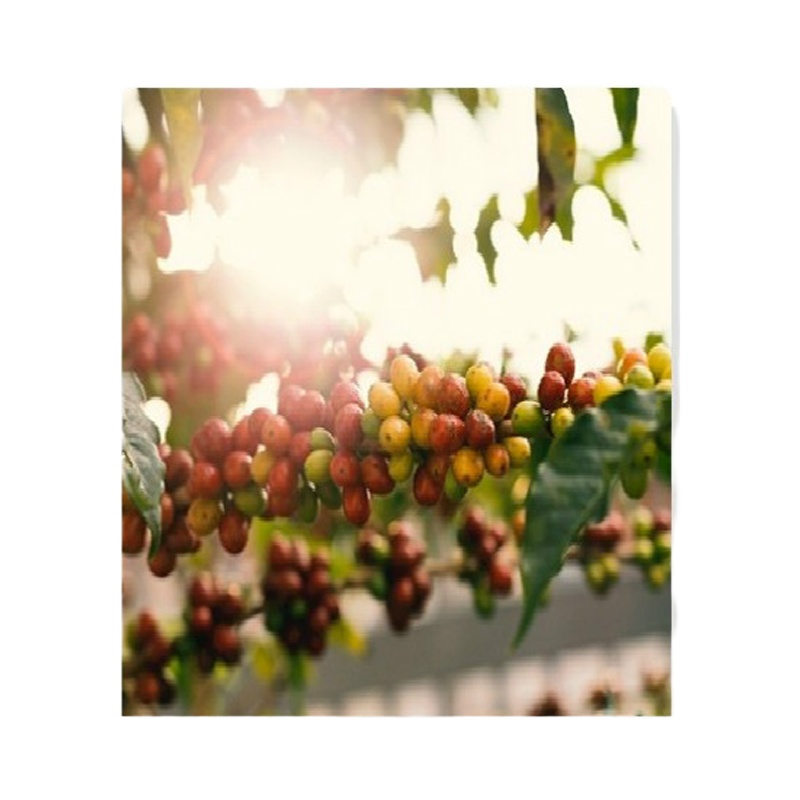 Nescafe雀巢咖啡原味1+2 100条咖啡1500g 1+2原味