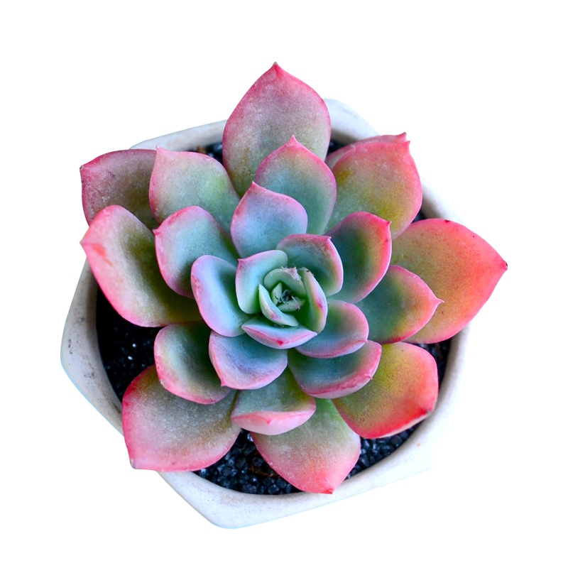 津沽园艺 多肉植物 绮罗 景天科果冻色肉肉 易群生懒人盆栽 大颗肉肉 可爱萌多肉 1株 冠幅约5-6cm