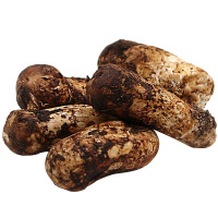 新鲜松茸 非云南香格里拉 四川甘孜野生菌菇未开伞 火锅食材礼盒装 3cm-5cm 500g