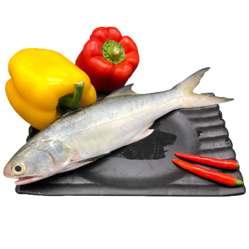 [四海生鲜] 东山岛自然海捕午鱼马友鱼500g 午笋杀好去肚去腮洗净 新鲜海鲜水产