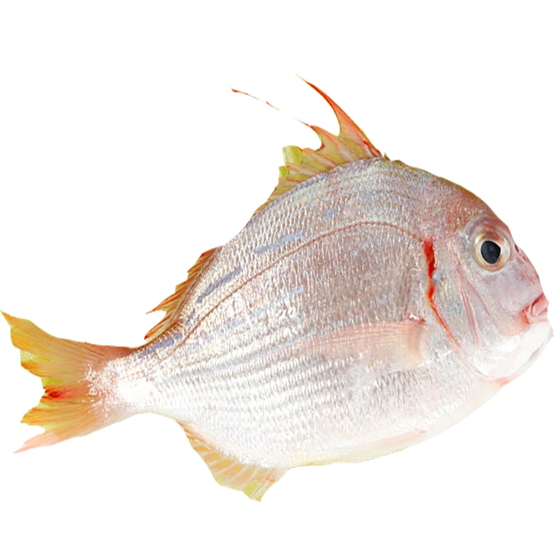 【四海生鲜】东山岛现捕新鲜赤棕鱼深海捕捞 新鲜海鲜水产 500g（4-5条）